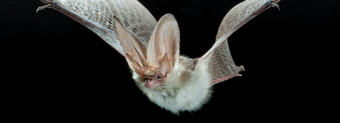 Plecotus macrobullaris