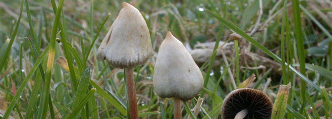 Psilocybe semilanceata