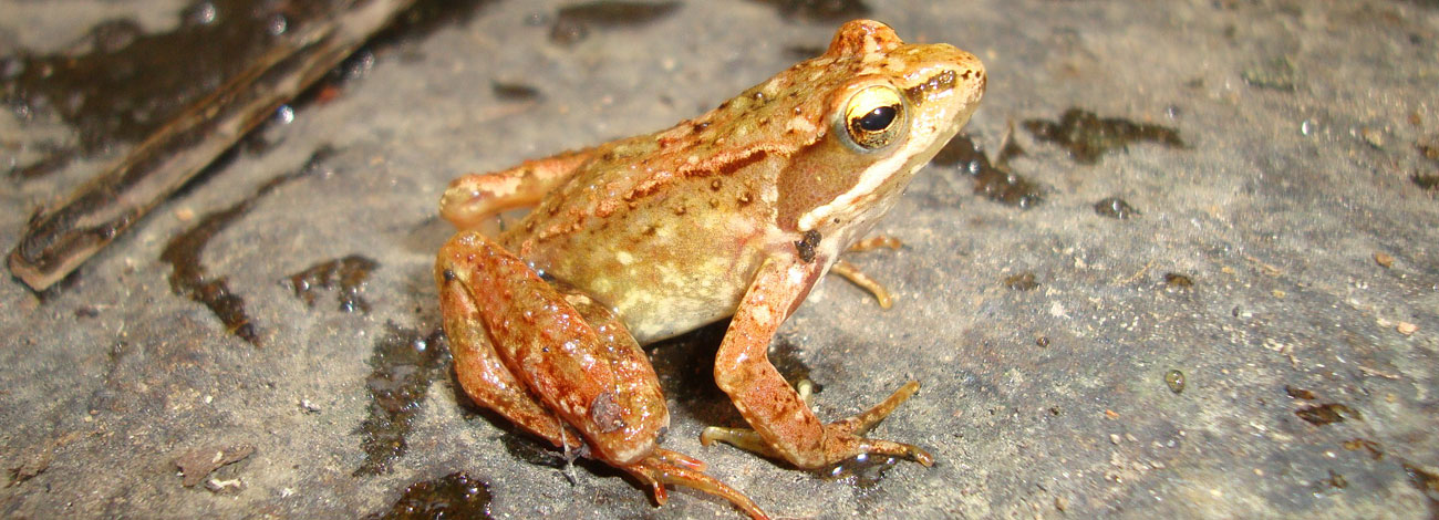 Rana iberica