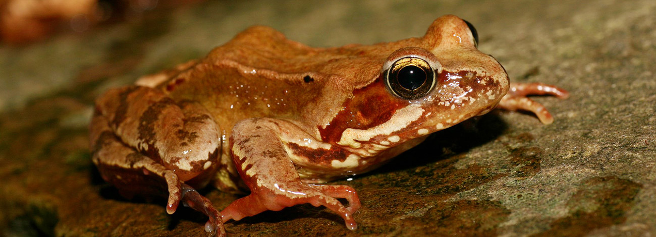 Rana temporaria