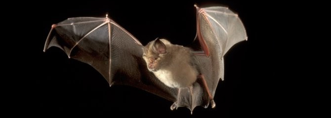 Rhinolophus ferrumequinum