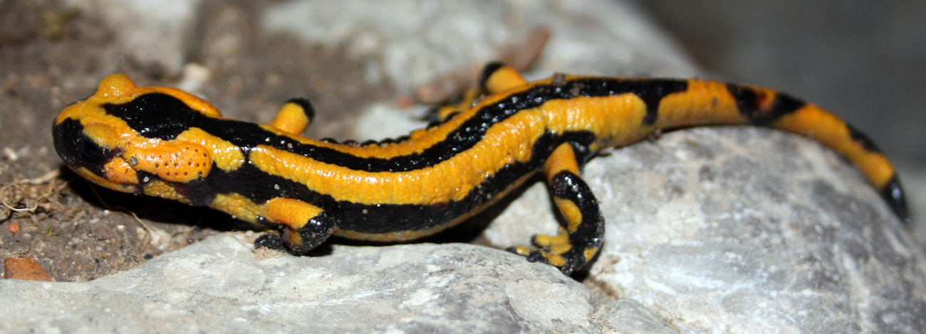 Salamandra salamandra