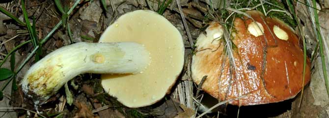 Suillus granulatus