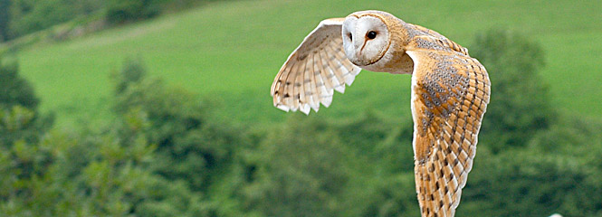 Tyto alba