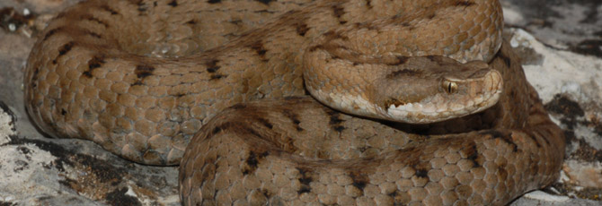 Vipera aspis