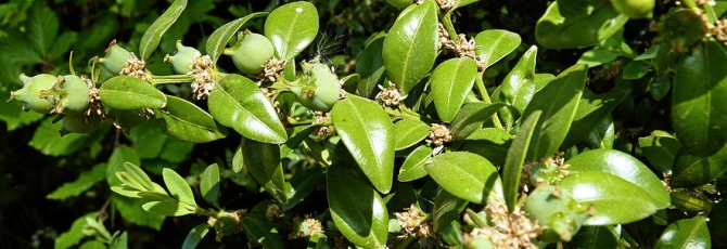 Buxus sempervirens