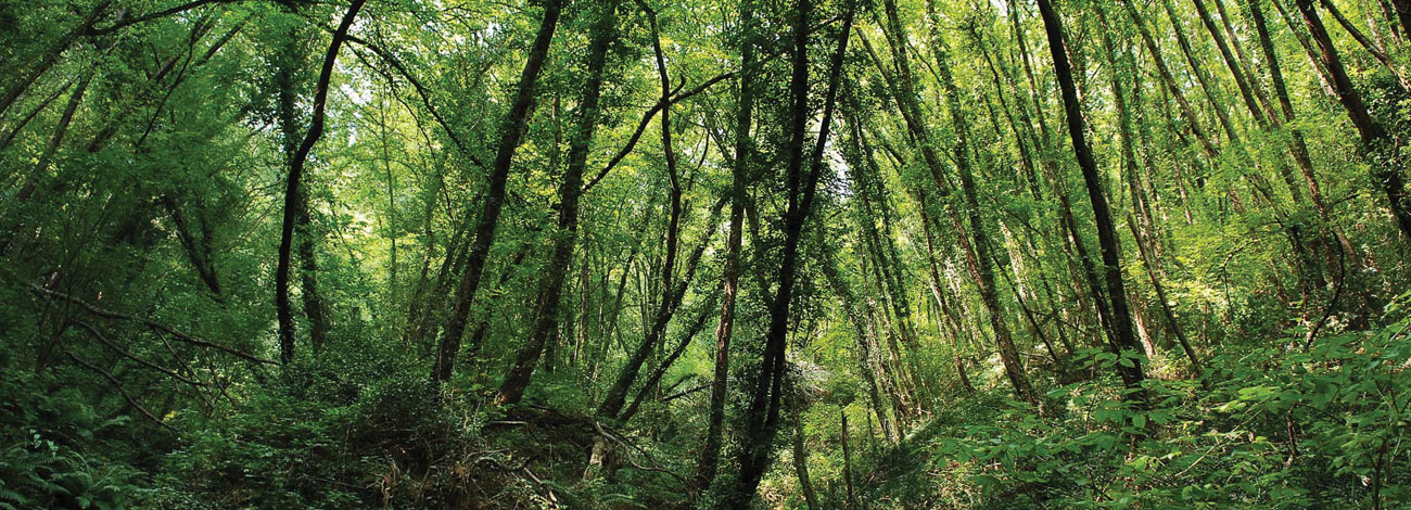 Baso hostoerorkor atlantiarrak