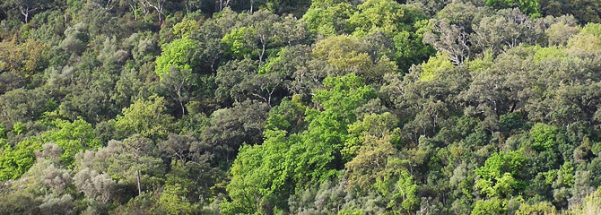 Baso hostoerorkor mediterraneoak