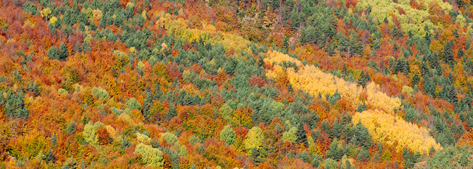 Baso misto menditarrak