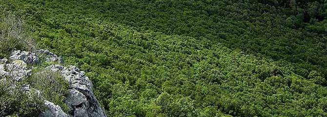 Baso hostoiraunkor atlantiarrak