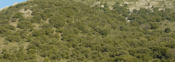 Baso hostoiraunkor mediterraneoak