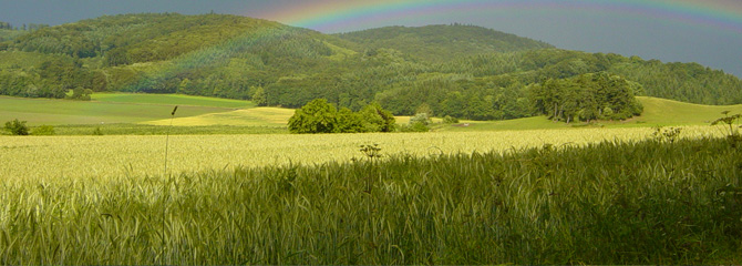 Landazabal mediterraneoak
