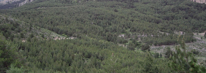 Pinadi mediterraneoak