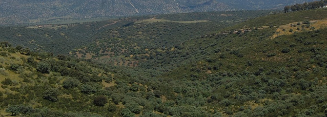 Sastrakadi mediterraneoak